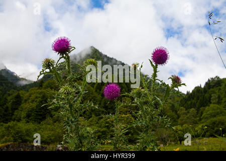 Musk thistle Carduus nutans avec les montagnes au loin près de l'Barrage du Tech France Parc National des Pyrénées Banque D'Images