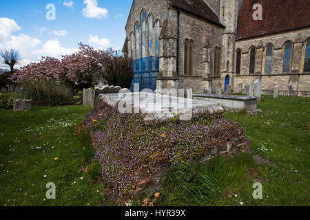 Linaire à feuilles de lierre Cymbalaria muralis poussant sur des vieux pierre tombale Église paroissiale de Saint Pierre et Saint Paul Ringwood Hampshire England UK Banque D'Images