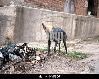 Chien errant à Trinidad, Cuba Banque D'Images