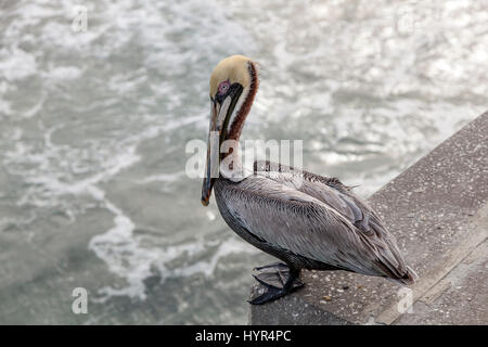 Pélican brun assis sur le quai de pêche à Hollywood Beach, Florida, United States Banque D'Images