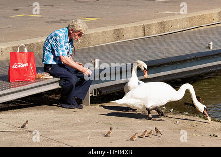 Lausanne, Suisse - le 26 août 2016 : cygnes blancs au lac Léman Marina à Lausanne, Suisse. Banque D'Images