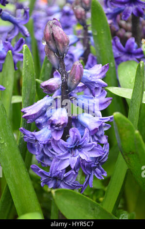 Printemps avec la floraison et Jacinthe en herbe plantes dans un jardin. Banque D'Images