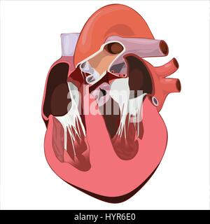 Dessin vectoriel illustration anatomique hearth partie avant Illustration de Vecteur