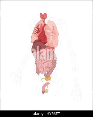 Illustration d'une figure masculine avec les organes internes Illustration de Vecteur