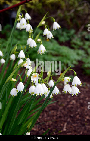 Flocon d'été blanc ou Loddon lily (Leucojum aestivum) cultivés dans une frontière à RHS Garden Harlow Carr, Harrogate, Yorkshire. Banque D'Images