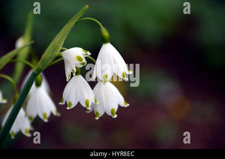 Flocon d'été blanc ou Loddon lily (Leucojum aestivum) cultivés dans une frontière à RHS Garden Harlow Carr, Harrogate, Yorkshire. Banque D'Images