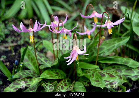 L'Erythronium revolutum (Knightshayes Rose) cultivés dans une frontière à RHS Garden Harlow Carr, Harrogate, Yorkshire. Banque D'Images