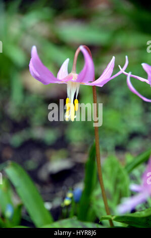 L'Erythronium revolutum (Knightshayes Rose) cultivés dans une frontière à RHS Garden Harlow Carr, Harrogate, Yorkshire. Banque D'Images