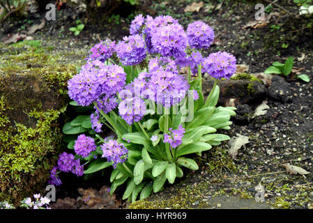 Un tas de baguette violet ou le primrose Primrose Primula denticulata (Himalaya) en une frontière à RHS Garden Harlow Carr, Harrogate, Yorkshire. Banque D'Images