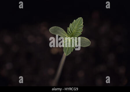 Détail Macro du cannabis sprout (sour diesel variété de marijuana) avec un shell de semences joint à une feuille, isolé sur fond noir Banque D'Images