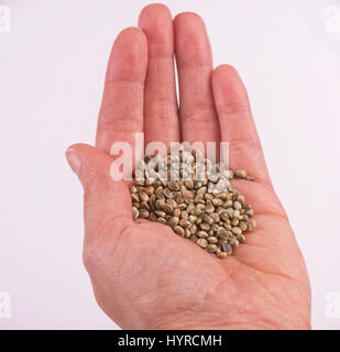 Détail Macro de hand holding marijuana isolé sur fond blanc - culture de cannabis concept Banque D'Images