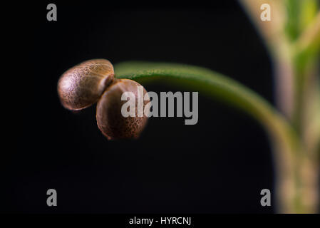 Détail Macro du cannabis sprout (dark angel variété de marijuana) avec un shell de semences joint à une feuille, isolé sur fond noir Banque D'Images