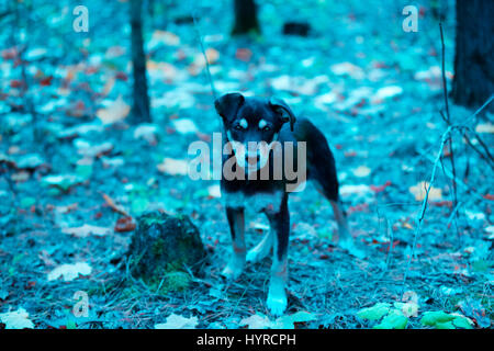 Portrait d'un chien errant marche dans une forêt en automne. Couleur bleu vintage. Effet du filtre Banque D'Images