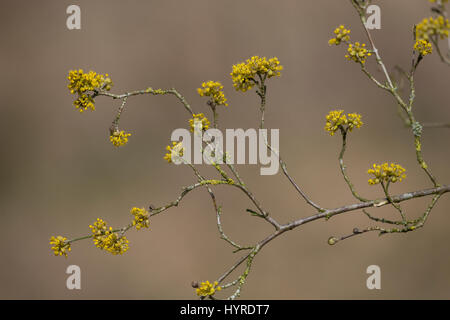 Kornel-Kirsche Kornellkirsche Kornelkirsche,,,,, Kornell-Kirsche Blüte Blüten, Cornus mas, Cherry en cornaline, Cornouiller mâle Banque D'Images