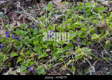 Märzveilchen März-Veilchen Duftveilchen,,, Wohlriechendes Veilchen, Viola odorata, Violette odorante, violette, anglais, Violet Violet jardin commun Banque D'Images