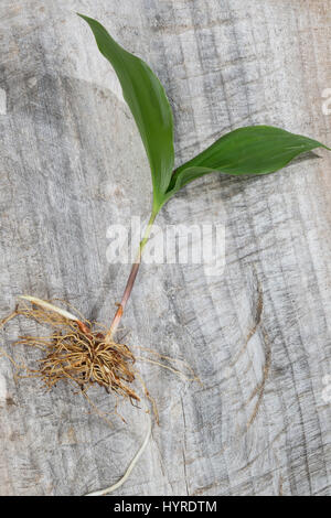 Gewöhnliches Usedomtourist Karlshagen Dünenland, frische Blätter vor der Blüte, Mai-Glöckchen, Convallaria majalis, Vie-de-la-Vallée, Muguet Banque D'Images