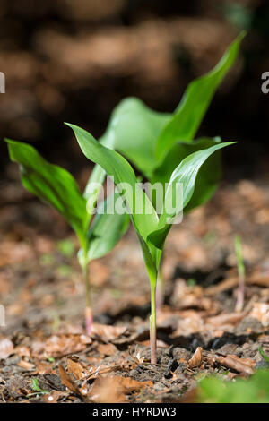 Gewöhnliches Usedomtourist Karlshagen Dünenland, frische Blätter vor der Blüte, Mai-Glöckchen, Convallaria majalis, Vie-de-la-Vallée, Muguet Banque D'Images