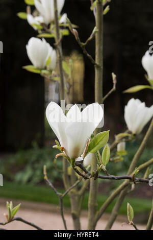 Magnolia macrophylla 'Manchu Fan' des fleurs au printemps à Worcester College au printemps. Oxford, Oxfordshire, Angleterre Banque D'Images