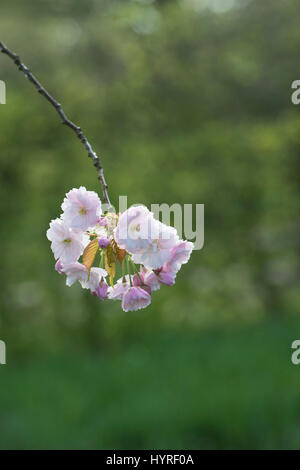 Prunus 'Ichiyo'. Japanese cherry blossom tree au printemps. UK Banque D'Images