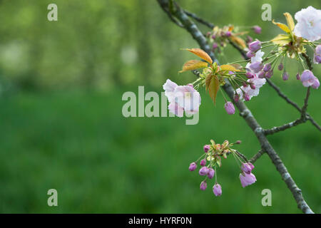 Prunus 'Ichiyo'. Japanese cherry blossom tree au printemps. UK Banque D'Images