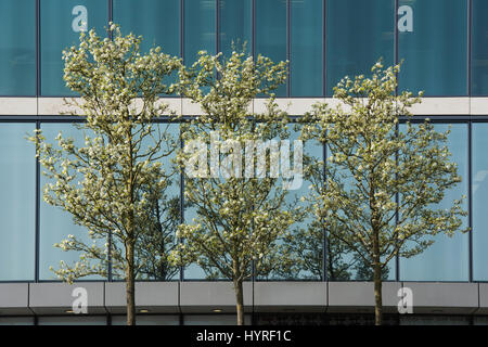 Pyrus calleryana 'Chanticleer'. Callery pear 'Chanticleer' arbres en fleurs dans les rues, à Milton Keynes, Buckinghamshire, Angleterre Banque D'Images