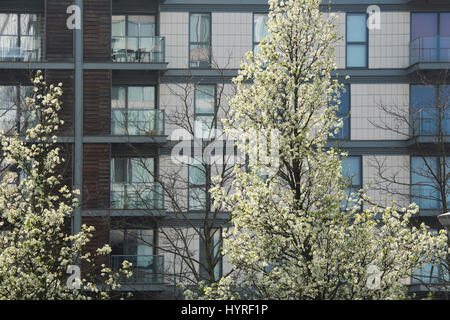 Pyrus calleryana 'Chanticleer'. Callery pear 'Chanticleer' arbres en fleurs dans les rues, à Milton Keynes, Buckinghamshire, Angleterre Banque D'Images