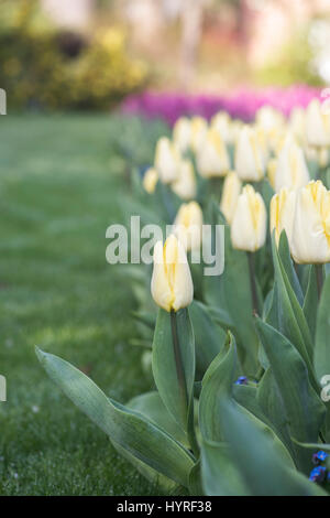 Tulipa. Tulip 'Sunny prince' Fleur frontière en printemps. UK. Focus sélectif. Au début simple fleurs tulipes Banque D'Images