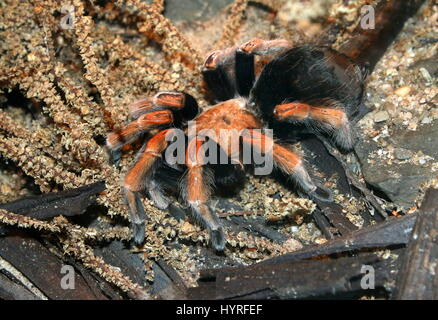 Mexican Fireleg tarantula (Rustleg ou Brachypelma boehmei) originaire du Mexique, principalement la côte pacifique de l'État de Guerrero Banque D'Images