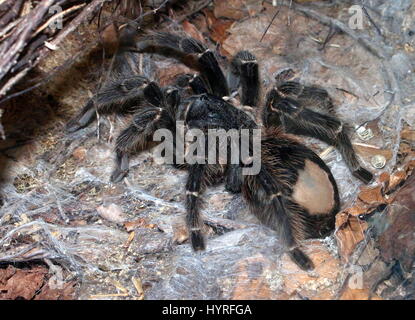 Homme oiseau rose saumon brésilien tarantula (Lasiodora parahybana manger), troisième plus grande espèce de tarentule Banque D'Images