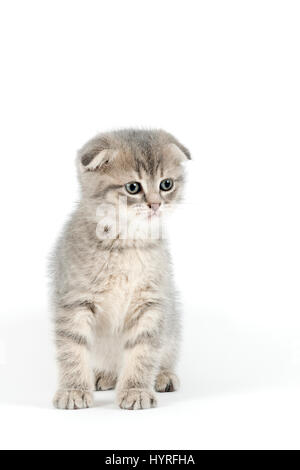 Scottish Fold (Felis silvestris catus), l'âge de chaton 6 semaines, de couleur bleu tabby Banque D'Images