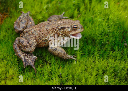 Crapaud commun (Bufo bufo), homme sur la tourbe de sphaigne (mousse), Schleswig-Holstein, Allemagne Banque D'Images