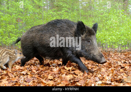 Le sanglier (Sus scrofa), wild sow tournant, captive, Rhénanie du Nord-Westphalie, Allemagne Banque D'Images