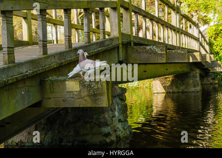 Deux pigeons perchés sur un pont au dessus d'un étang Banque D'Images