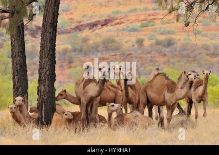 L'Australie, l'Outback du Territoire du Nord, Australie, feral dromadaire Banque D'Images