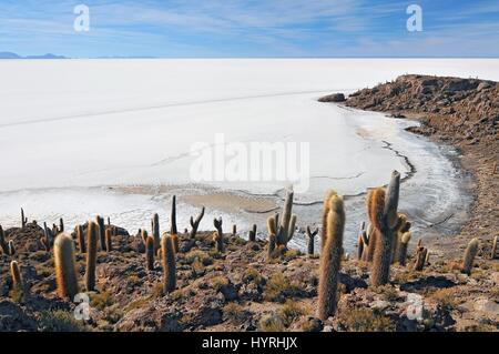 La Bolivie, l'île de Incahuasi au centre du Salar de Uyuni, Cactus Banque D'Images