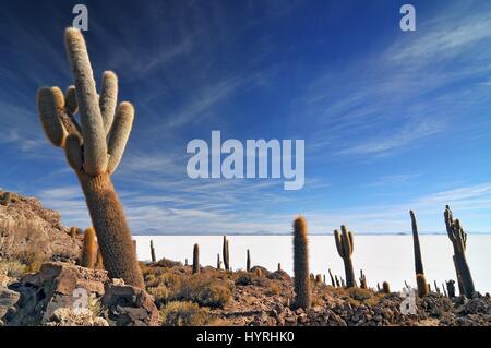La Bolivie, l'île de Incahuasi au centre du Salar de Uyuni, Cactus Banque D'Images