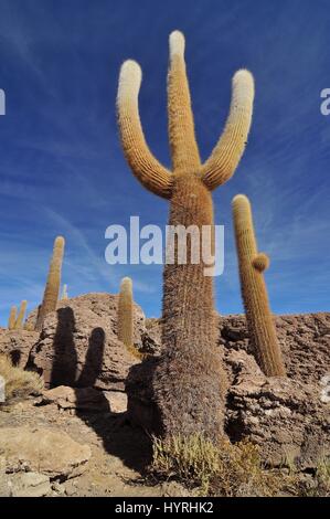 La Bolivie, l'île de Incahuasi au centre du Salar de Uyuni, Cactus Banque D'Images