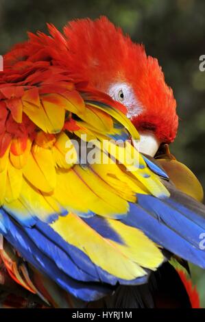 Ara rouge (ara macao), grandes et colorées macaw Banque D'Images