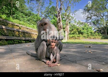 Famille de singes adultes et bébé (Macaca fascicularis) près de Pura Dalem Agung Padangtegal temple dans la forêt des singes sacrés. Ubud Bali Indonésie. Banque D'Images