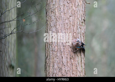 Eurasian Jay Garrulus glandarius woodland Norfolk Banque D'Images