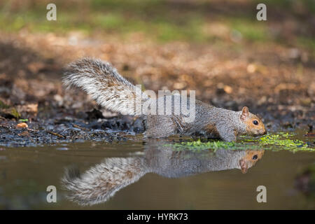 L'écureuil gris Sciurus carolinensis boire à extérieure à Norfolk Banque D'Images