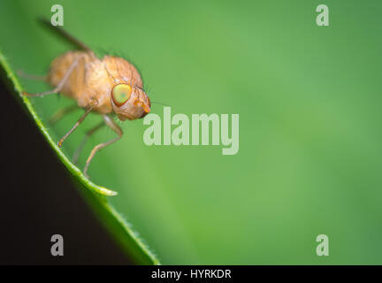 Vue de face d'un petit fruit fly sur une feuille Banque D'Images