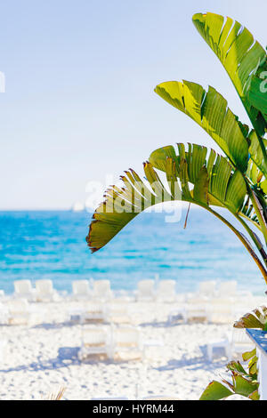 D'AZUR, FRANCE - 21 MAI 2016 : feuilles de palmier qui brille sous la lumière du soleil dans le premier plan avec l'arrière-plan flou de plage, tourné à Juan Les Pin Banque D'Images