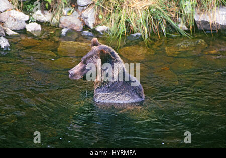 Une grande femelle grizzli snorkles pour le saumon dans une rivière près de Knight's Inlet, l'ouest de la Colombie-Britannique, Canada Banque D'Images