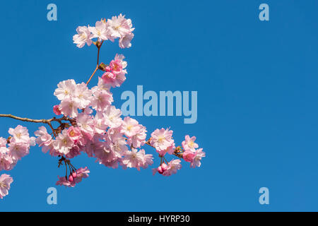 Cerisiers en fleurs sur Blue Sky avec espace de copie en Occident Etat de Washington Banque D'Images