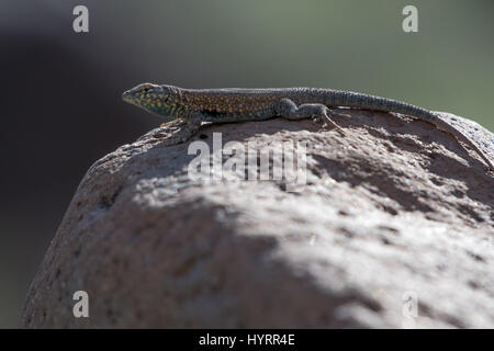 Du côté ouest de l'homme-lézard tacheté, (Uta stansburiana elegans), Black Mountain, Imperial co., Californie, USA. Banque D'Images