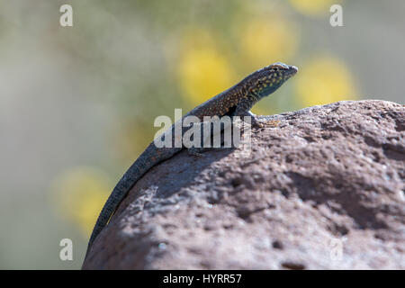 Du côté ouest de l'homme-lézard tacheté, (Uta stansburiana elegans), Black Mountain, Imperial co., Californie, USA. Banque D'Images