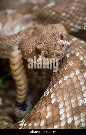 Red Diamond, Crotale (Crotalus ruber), Indian Gorge, Anza Borrego Desert-State Park, Californai, USA. Banque D'Images