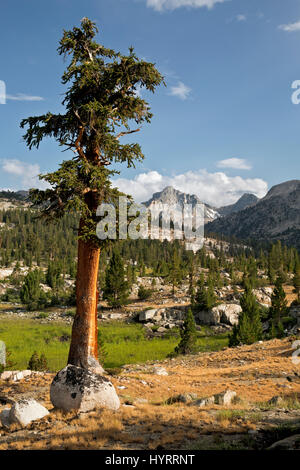 CA03179-00...CALIFORNIE - vue de Dame peinte près de Lake Arrowhead en Kings Canyon National Park. Banque D'Images