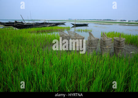 Piège de la pêche à la banque de rivière Bangali, Bogra, Bangladesh. Banque D'Images